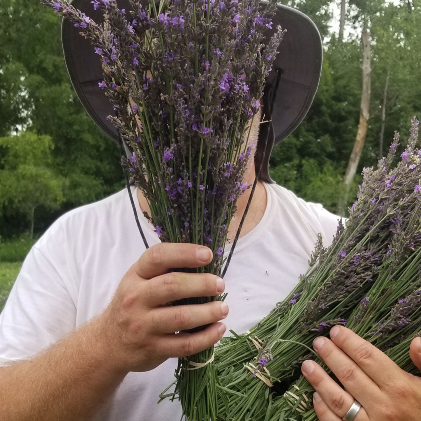 Dried Lavender Bundles