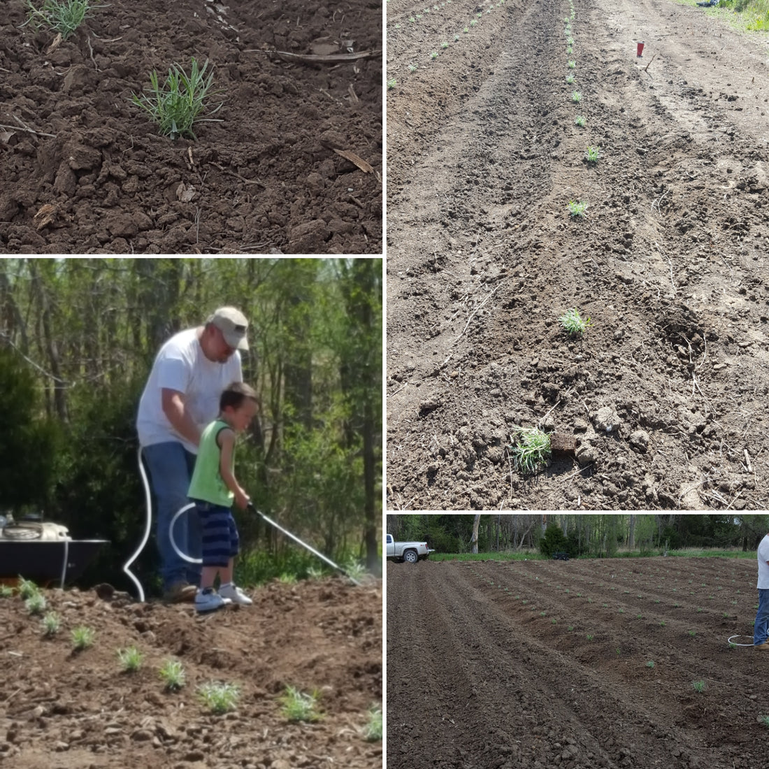 Time to Plant the Lavender!!!